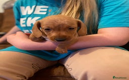 Miniature Dachshund dogs for sale: Miniature dachshund puppies - Image 5