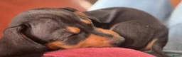 Miniature Dachshund dogs for sale: *£650* Miniature Dachshund Ready to go last male - Advert 6