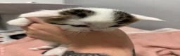 Domestic Shorthair cats for sale: 3 beautiful female kittens aged 5 weeks - Advert 4