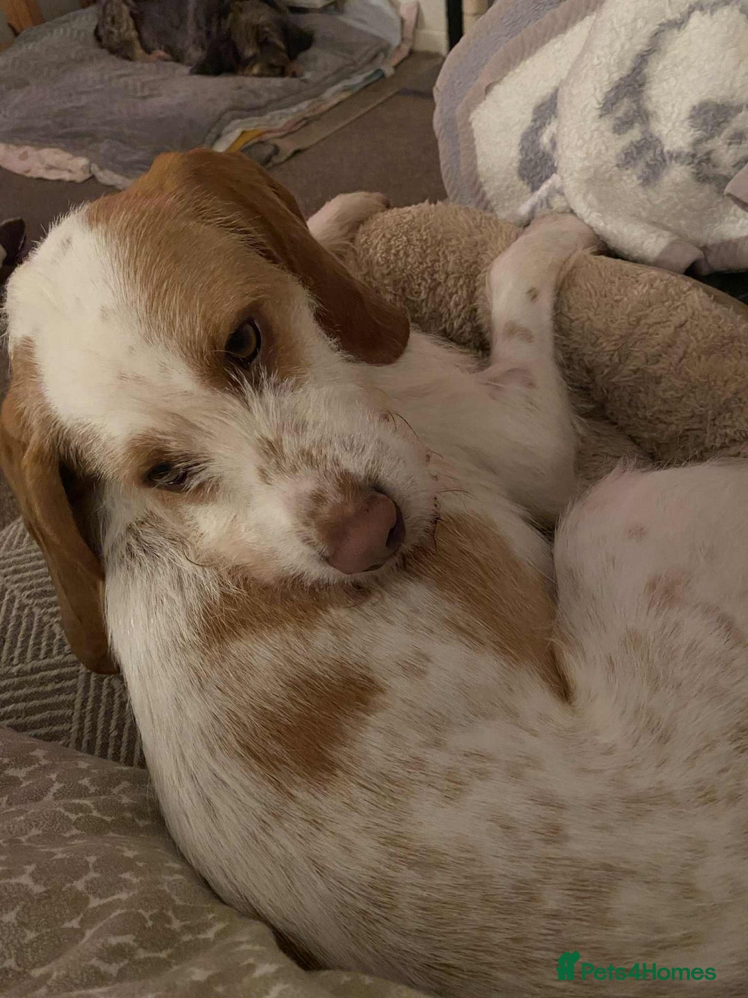 Mixed Breed dogs for adoption: Lovely Polly Griffon X looking for adoption - Advert 6