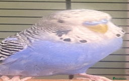 Budgerigars birds for sale: Willow. Male budgie. With cage. 3 years old.  - Image 2