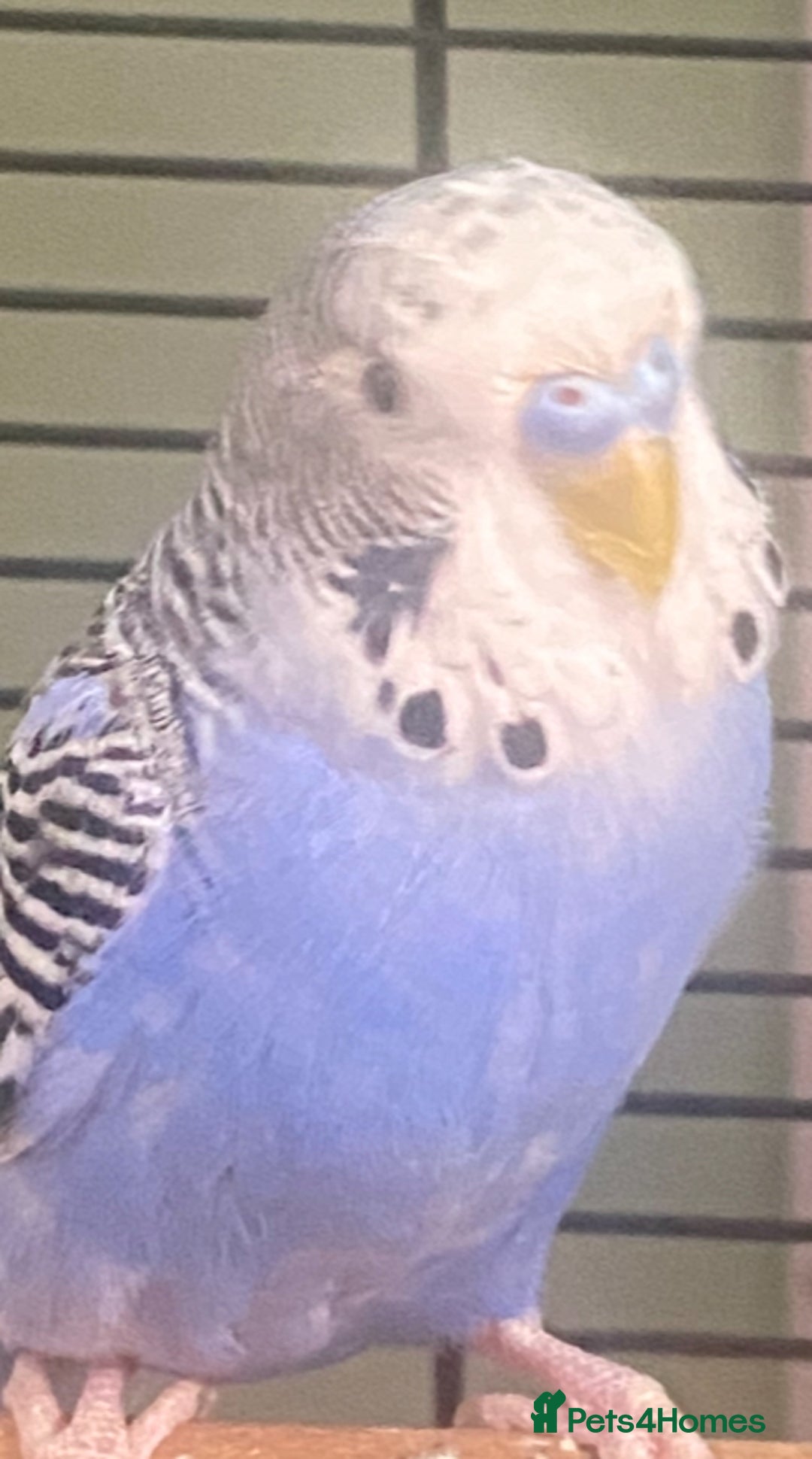 Budgerigars birds for sale: Willow. Male budgie. With cage. 3 years old.  - Image 2