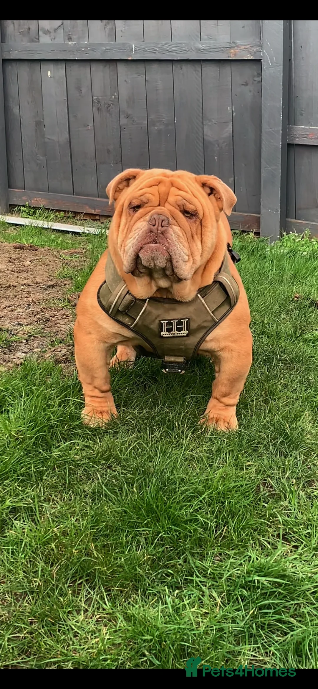 English Bulldog dogs for stud: Fluffy carrier British bulldog stud  - Advert 2