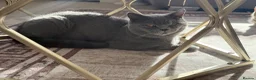 British Shorthair cats for sale: ❤️🩵❤️British shorthair x tabby kittens 💙🩵❤️ - Advert 10