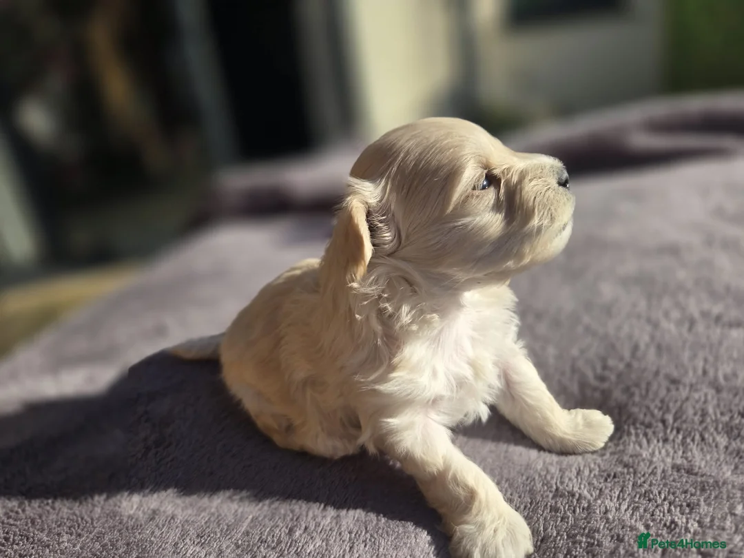 Maltipoo dogs for sale: F1🎀Maltipoo 🎀Luxury rare🎀 KC parents - Advert 15