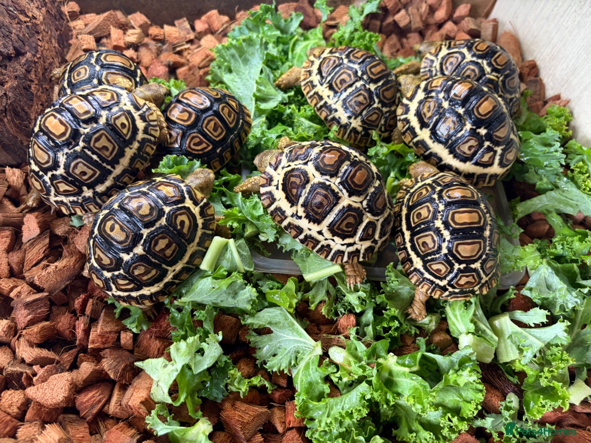 Tortoise reptiles Leopard Tortoise - Gorgeous Hatchlings  - Advert 2