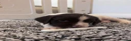 English Springer Spaniel dogs for sale: English Springer Spaniel Pups - Advert 5
