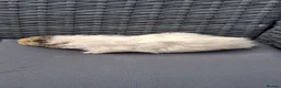Guinea Pig rodents for sale: Baby boy guinea pigs ready to leave  - Advert 2