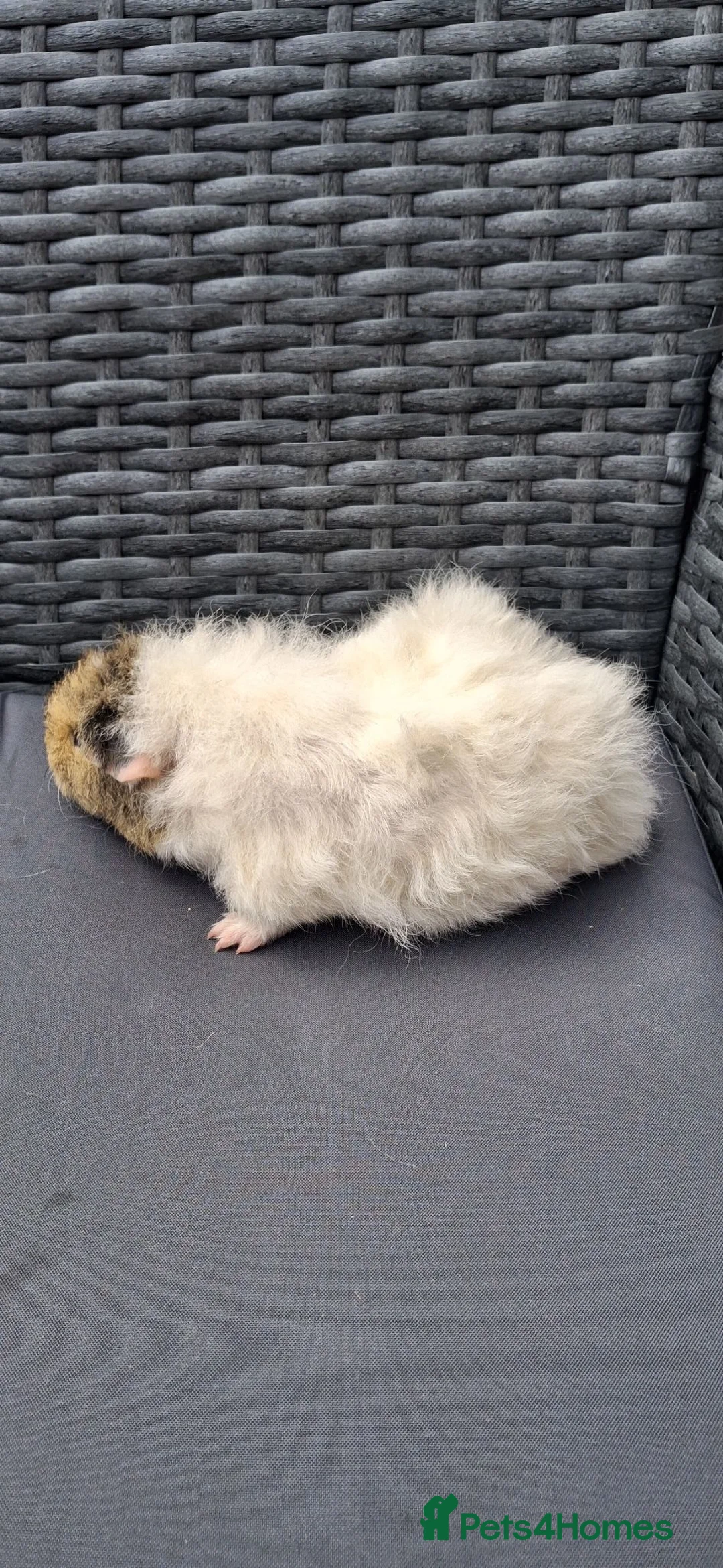 Guinea Pig rodents for sale: Baby boy guinea pigs ready to leave  - Advert 2