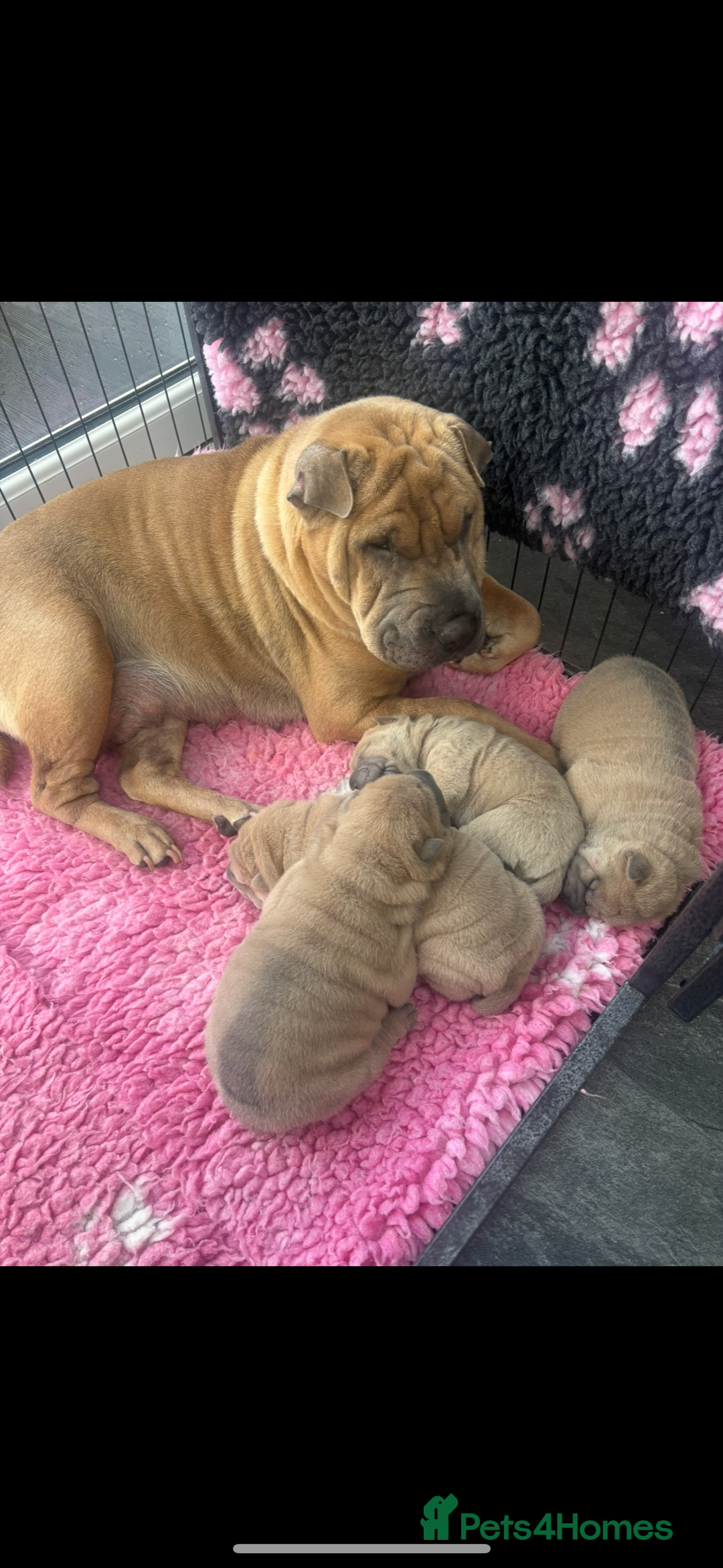 Shar Pei dogs for sale: Shar pei puppies  - Advert 6