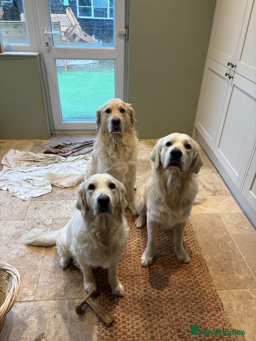 Golden Retriever dogs for sale: Golden Retriever Puppies  - Advert 8