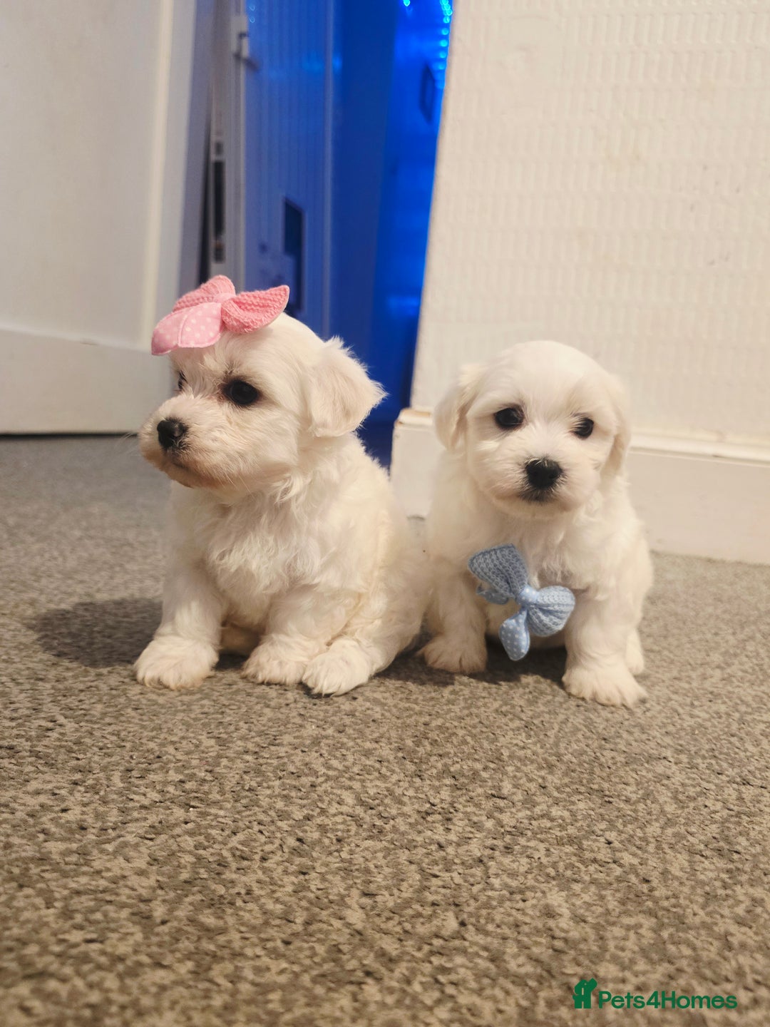 Maltese dogs for sale: 💫Tiny Maltese! 1 boy and 1 girl left! 💫 - Image 2