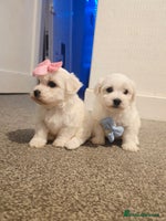 Maltese dogs - Advert 16