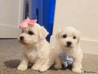 Maltese dogs - Advert 5