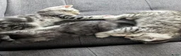 Mixed Breed cats for sale: Stunning kittens in Weston-super-Mare - Advert 9