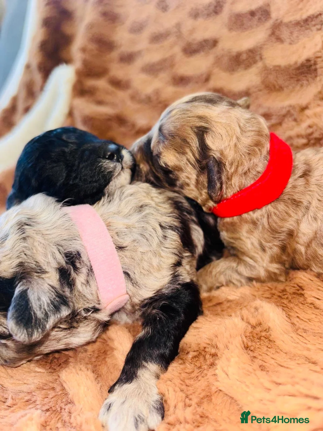 Cavapoo dogs for sale: BEAUTIFUL F1B CAVAPOO PUPPIES - Advert 1