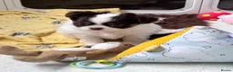 Chihuahua dogs for sale: chocolate tri long coat chihuahua puppies  - Advert 33