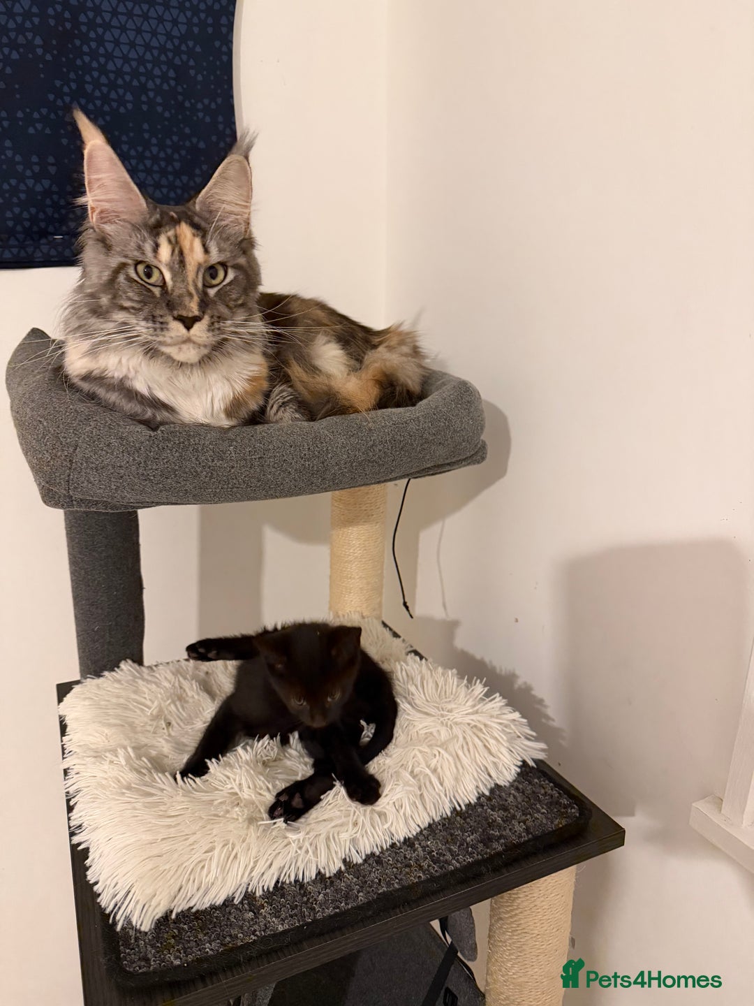 Russian Blue cats for sale: “Black Panther” Gorgeous Russian Blue Mixed breed! - Advert 6