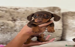 Dachshund dogs for sale: Dachshund puppies  - Image 2