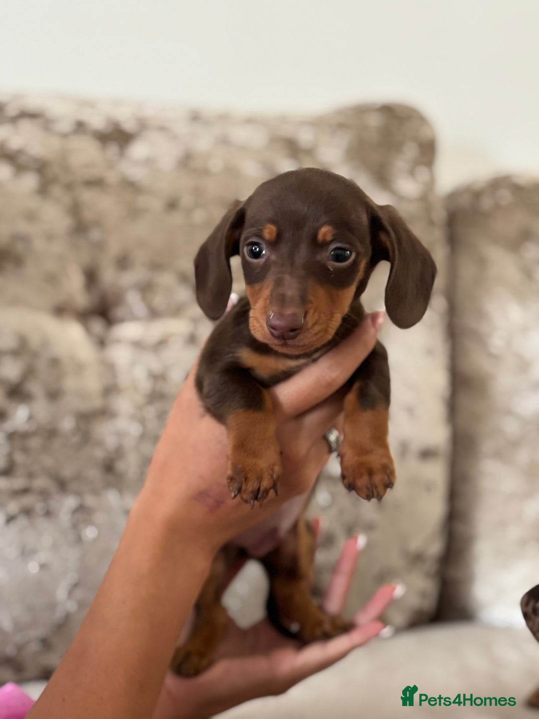Dachshund dogs for sale: Dachshund puppies  - Image 2