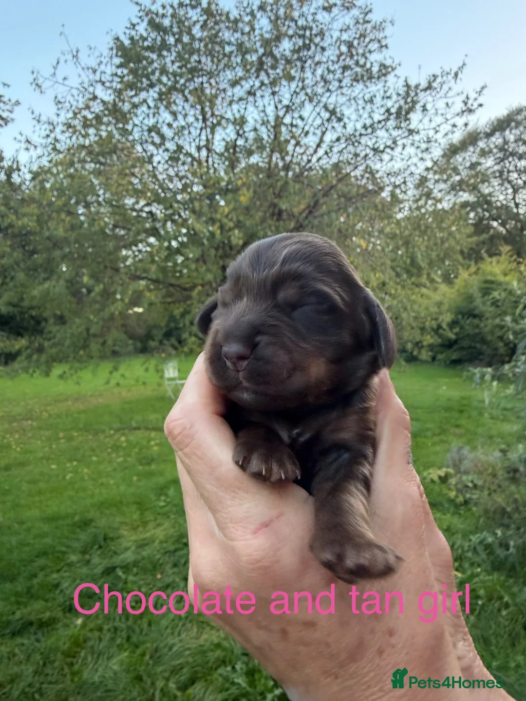 Cocker Spaniel dogs for sale: 6 Beautiful show cocker spaniel puppies ❤️❤️  - Advert 1