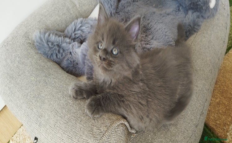 Maine Coon cats - Advert 3