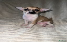 Chihuahua dogs for sale: Chihuahua puppies girls and boys - Image 6