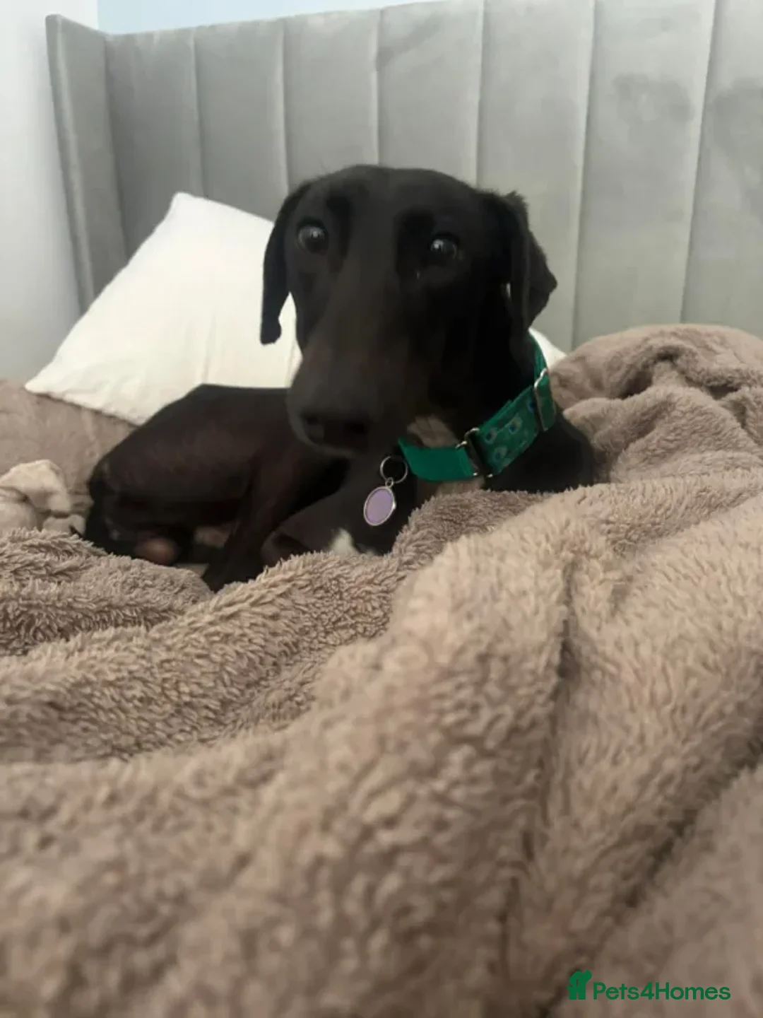 Greyhound dogs for adoption: Stanley - Advert 1