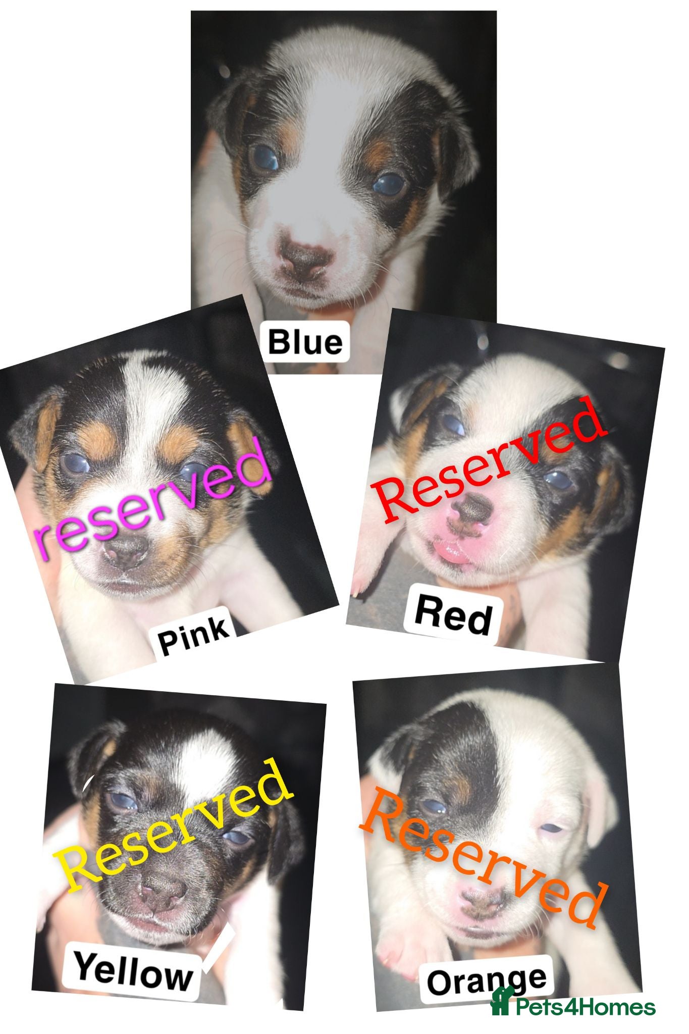 Jack Russell dogs  5 miniature jack russells  - Advert 11