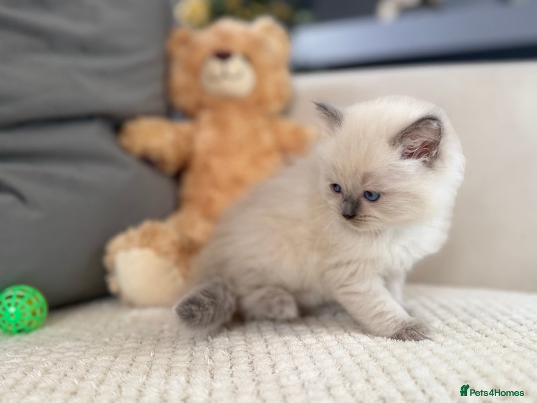 Ragdoll cats for sale: Stunning Bluepoint Ragdoll Kittens for sale - Image 24