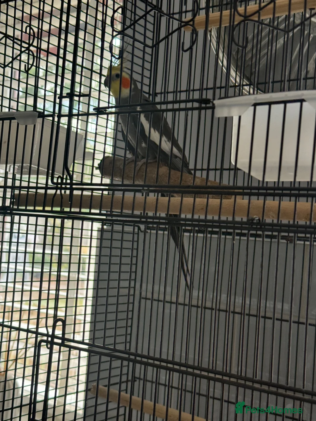 Cockatiels birds for sale: Male Cockatiel - Advert 2