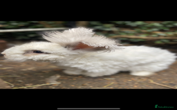 Angora rabbits for sale: (Not neutred) handsome pedigree imported Angora  - Image 6