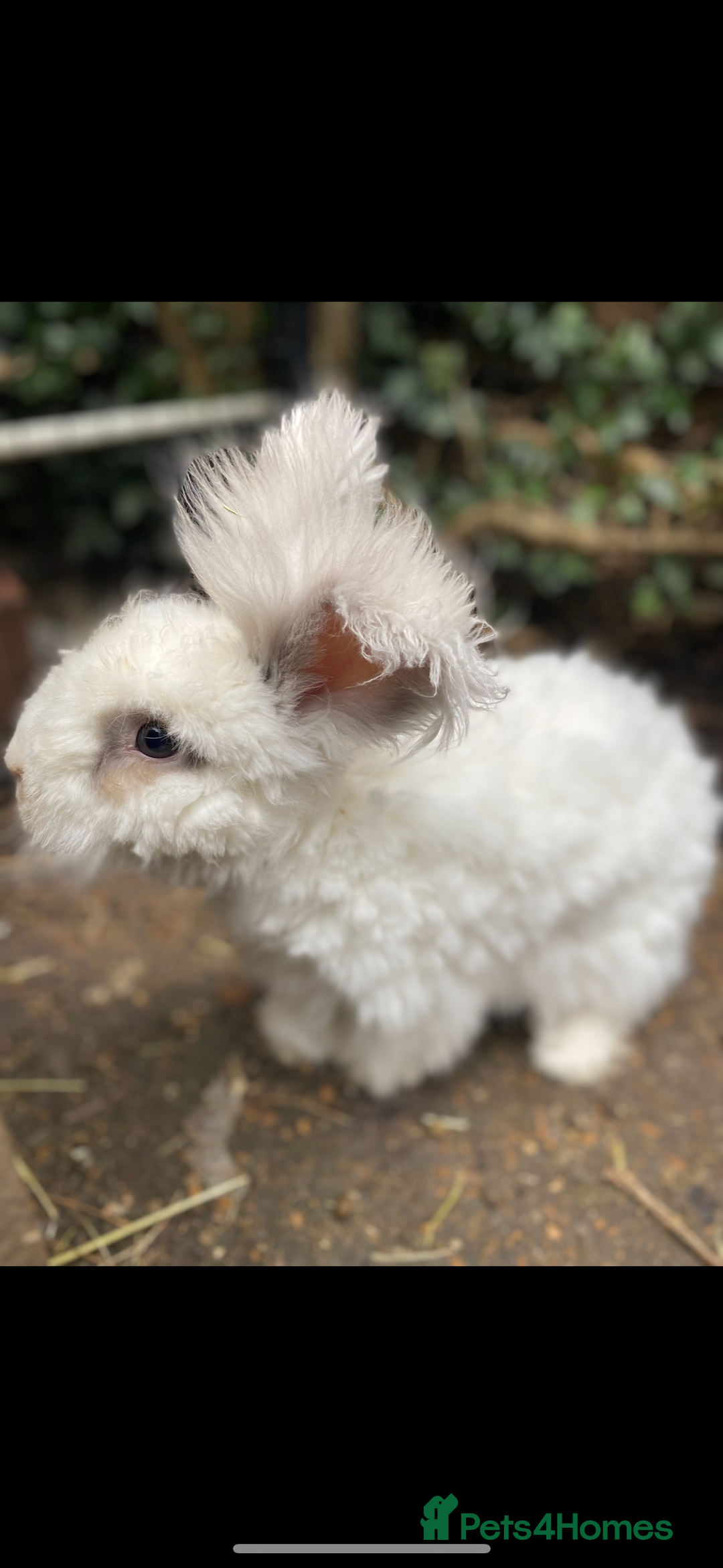 Angora rabbits for sale: (Not neutred) handsome pedigree imported Angora  - Image 6