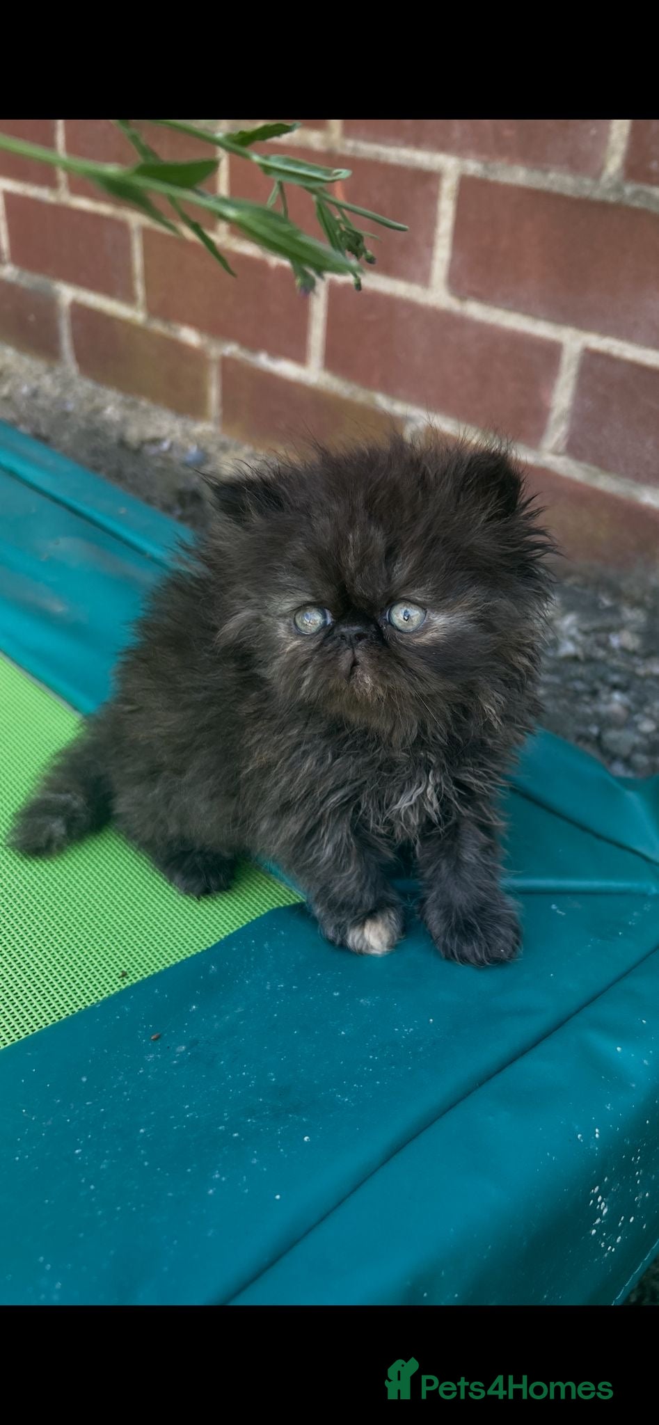 Persian cats Persian kittens looking for their forever home  - Advert 1