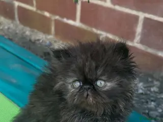Persian cats Persian kittens looking for their forever home - Advert 1