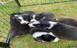 Border Collie dogs for sale: Border collie puppies 2 boys 2 girls  - Image 1