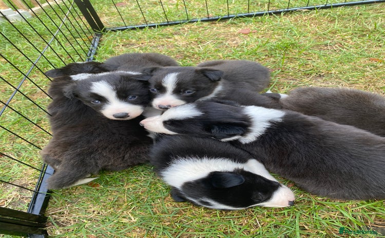 Border Collie dogs - Advert 1