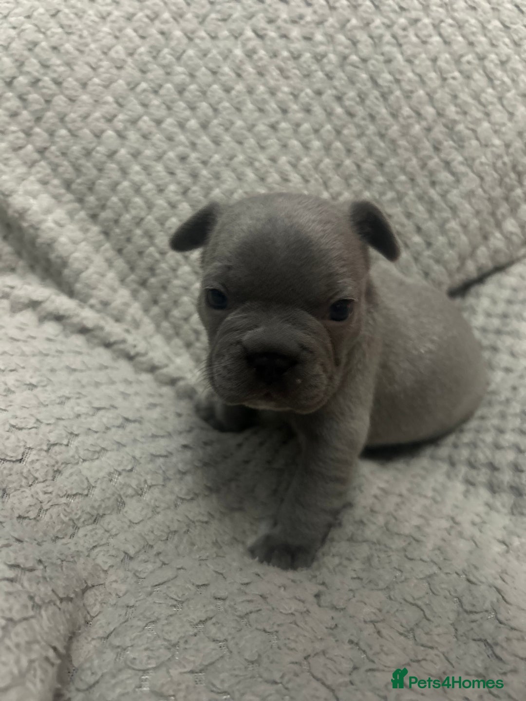 French Bulldog dogs for sale: French bulldogs pedigree - Advert 23