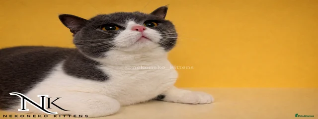 Maia