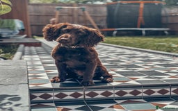 Cocker Spaniel dogs for sale: 4 months old working cocker spaniel - Image 4