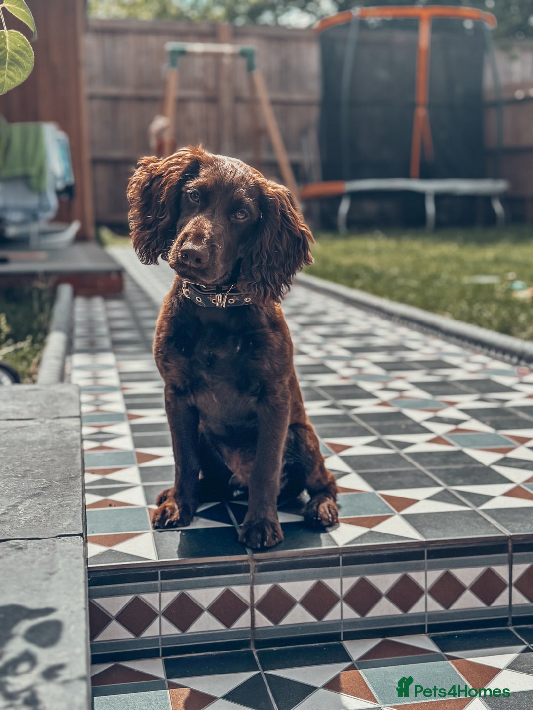 Cocker Spaniel dogs for sale: 4 months old working cocker spaniel - Image 4