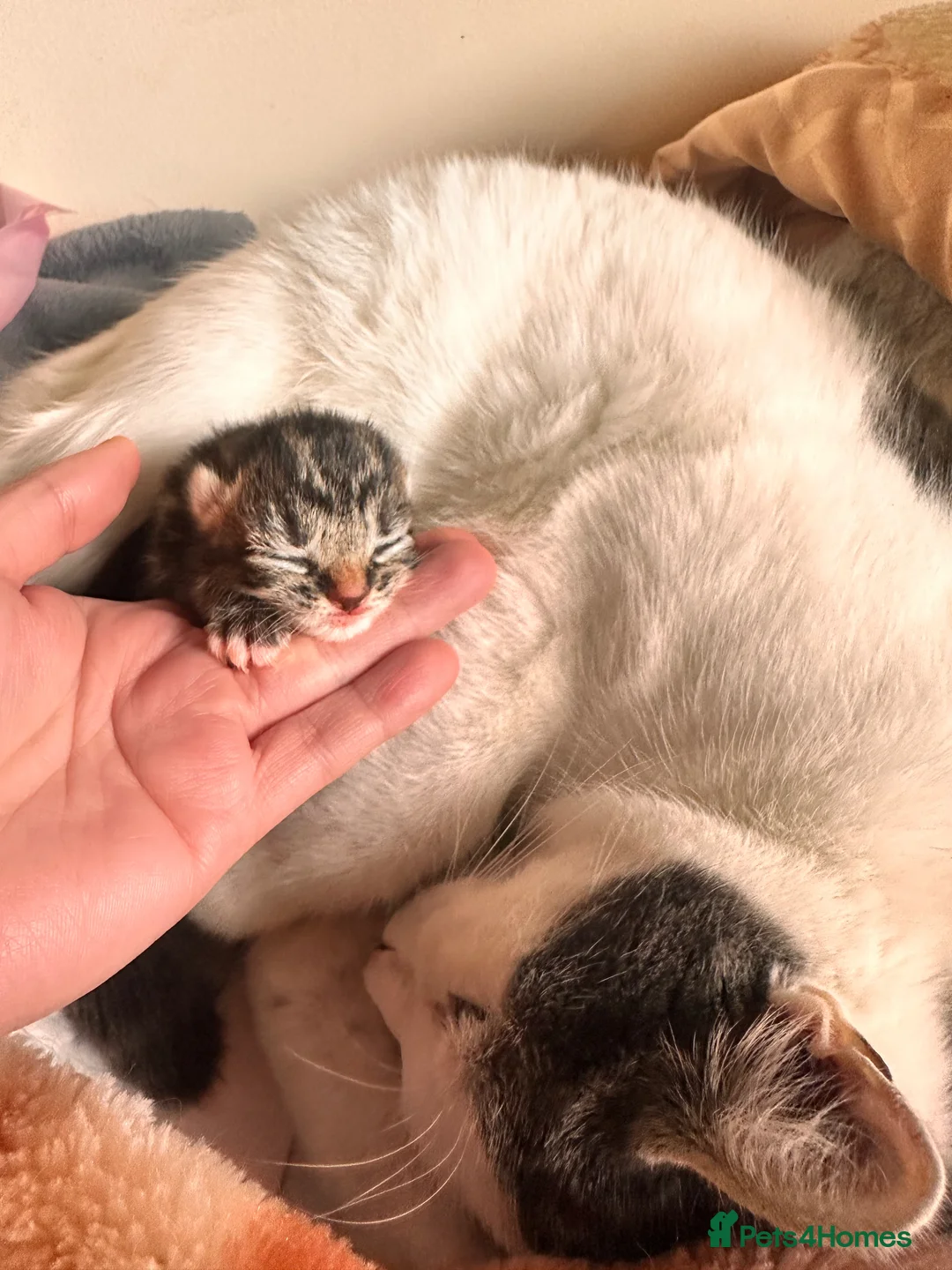 Mixed Breed cats for sale: One kitten for sale - Advert 4