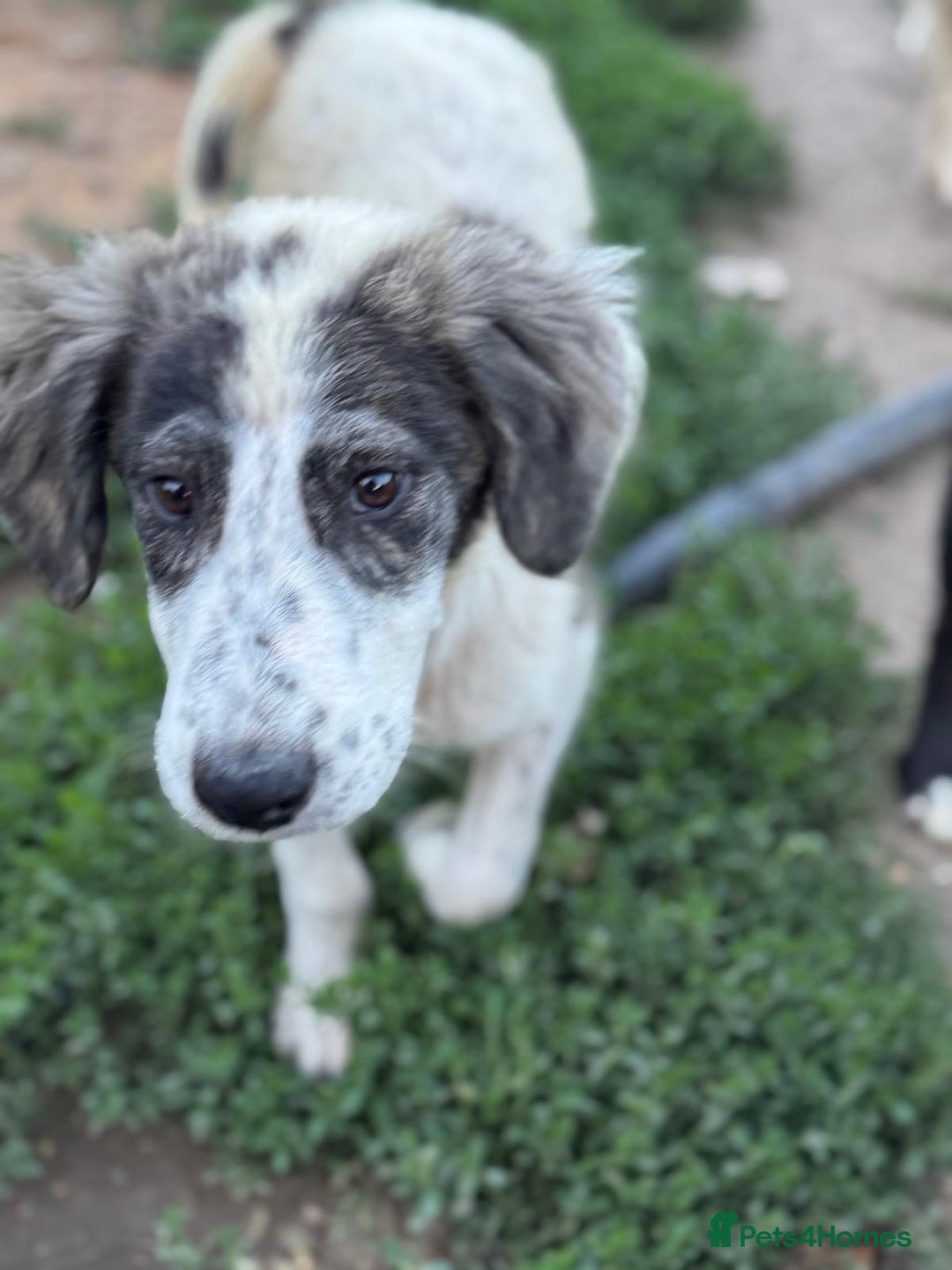 Mixed Breed dogs for adoption: ODIN, a superb young boy - for a Loving Home  - Advert 8