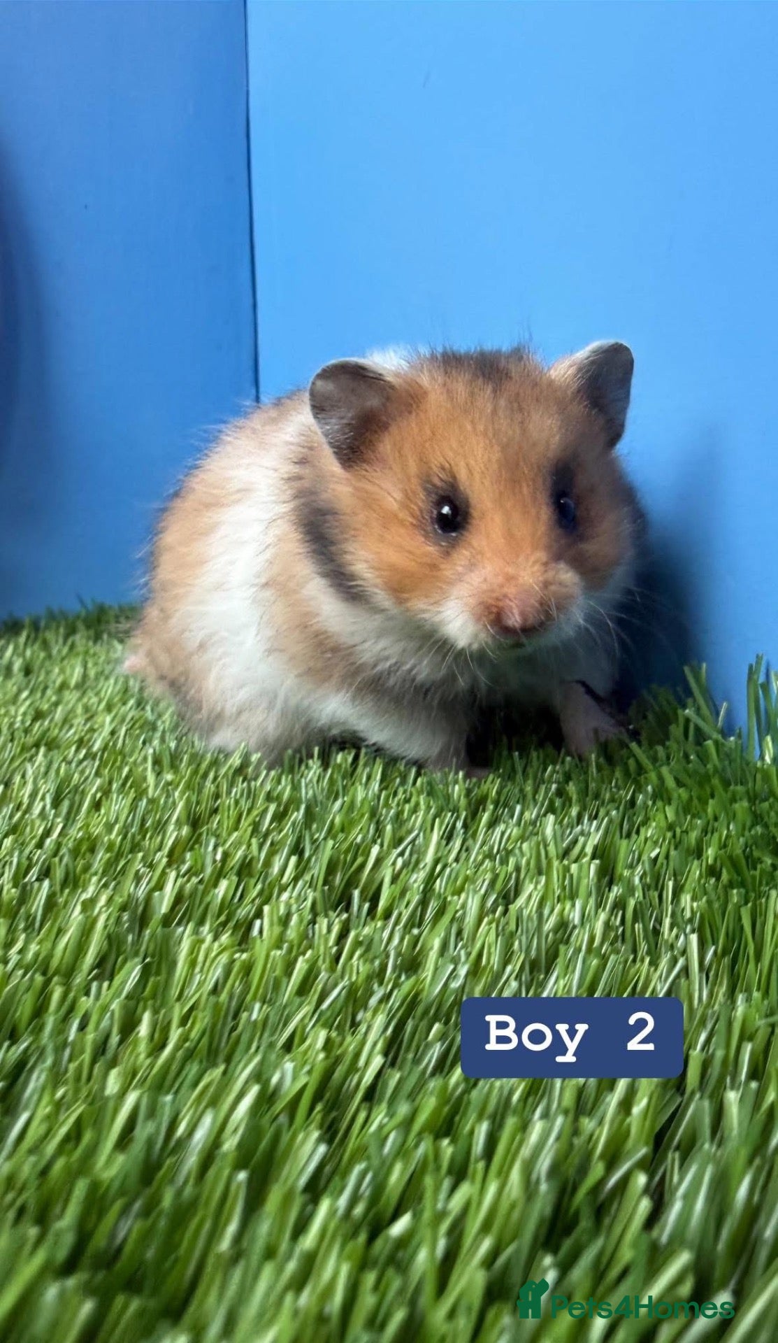 Hamster rodents Baby Syrian Hamster Girls Boys Pedigree  - Advert 2