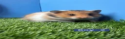 Hamster rodents for sale: Baby Syrian Hamster Girls Boys Pedigree  - Advert 2