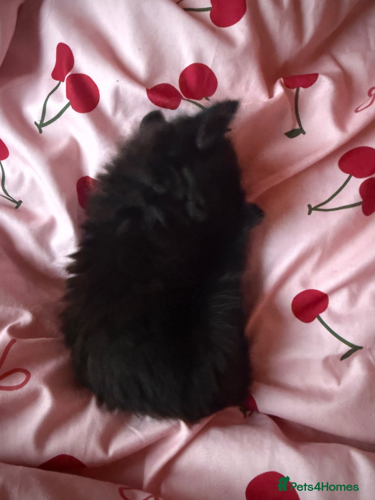 Mixed Breed cats Fluffy Male Kitten - Advert 1