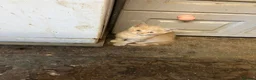 Mixed Breed cats for sale: Stunning fluffy kittens looking for forever homes - Advert 9