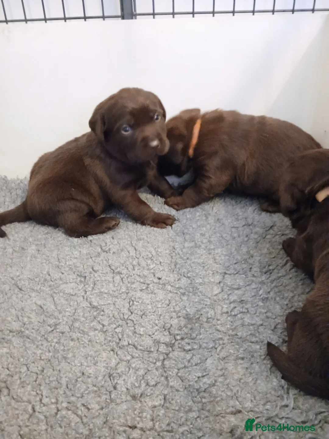 Labrador Retriever dogs for sale: Chocolate labrador puppies  - Advert 7