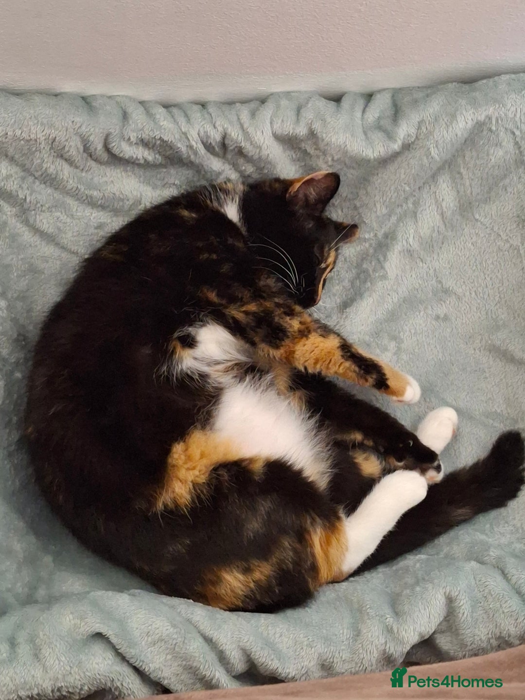 Mixed Breed cats for sale: Two Black kittens from family home - Image 11