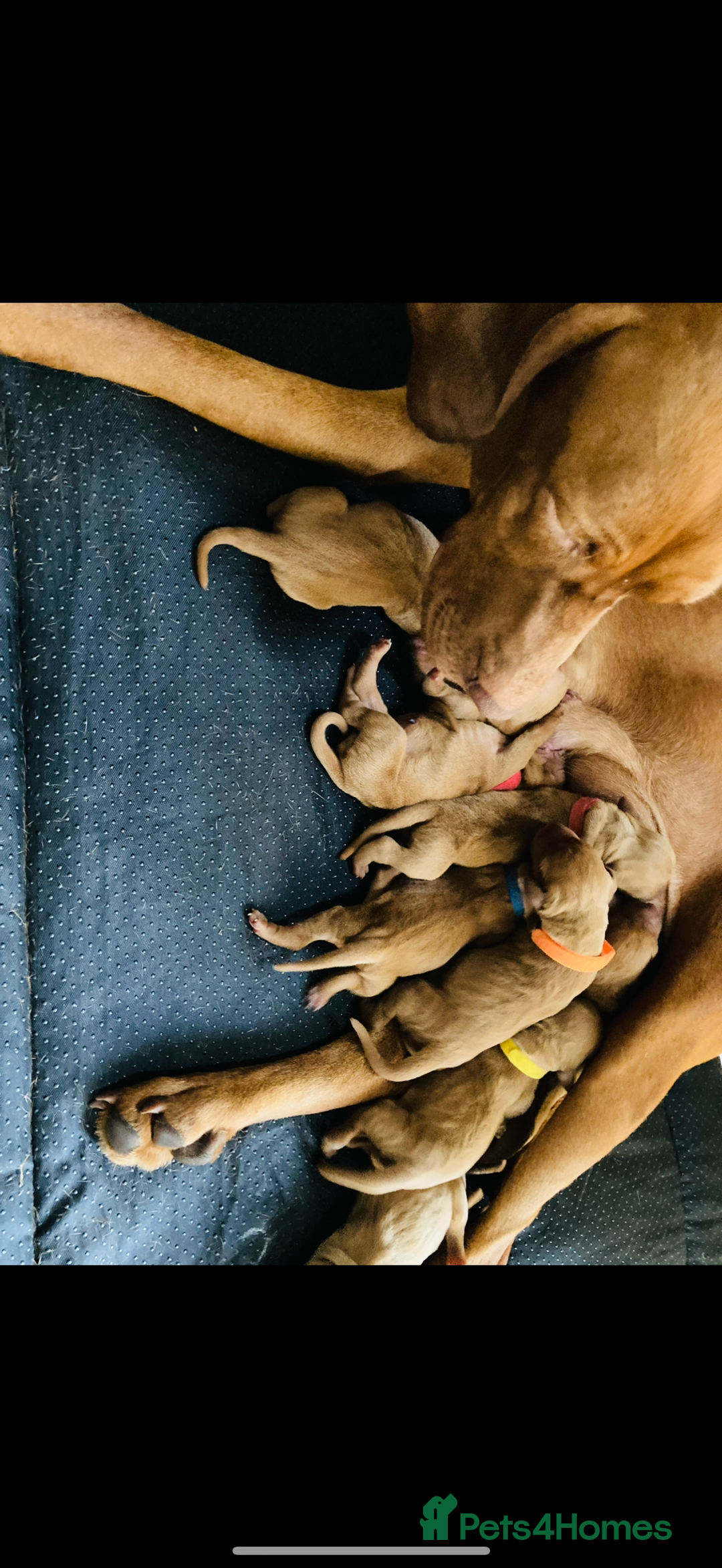 Hungarian Vizsla dogs for sale: KC Reg. Hungarian Vizsla puppies - Advert 2